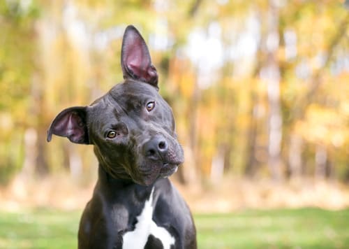 dog-in-open-field-with-head-tilted-to-the-left