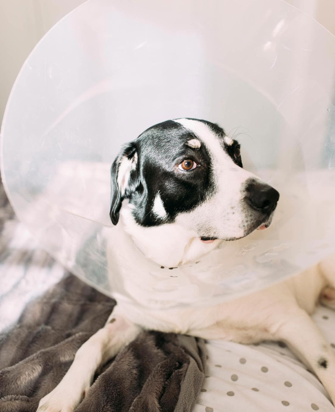 Dog Wearing Cone And Laying On Bed